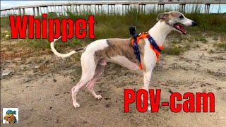 Whippet Cam Dog Action Cam GoPro [upl. by Amlas]