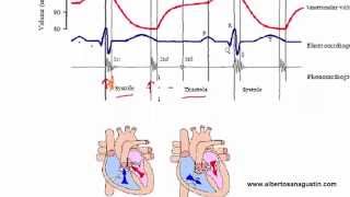 Auscultación Cardíaca 3 ECG y Ciclo Cardíaco [upl. by Anicul936]