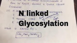 Glycosylation of Proteins N Linked Glycosylation [upl. by Barolet647]