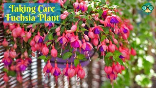 How to Care for Fuchsia Plants How to Grow Fuchsia Plants How to Take Care of a Fuchsia Plant [upl. by Naneek758]