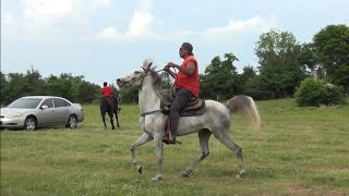 Gaited Arabian Mare at Tollette Trail Ride [upl. by O'Dell449]