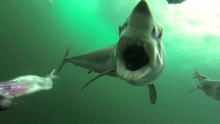 Mako shark attacking a PelagicView dredge [upl. by Theobald252]