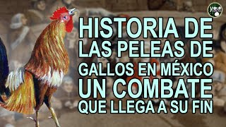 Historia de las peleas de gallos en México – Un combate que llega a su fin [upl. by Lletnom]