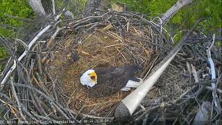 AEF DC Eagle Cam 5718 Week in Review April 2228 2018 [upl. by Elmore]