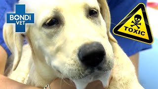 Life or Death for Poisoned Labrador ☠️  Bondi Vet Clips  Bondi Vet [upl. by Heindrick943]