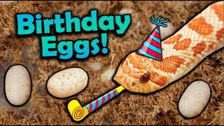 My Favorite Snake Laid Eggs on my Birthday [upl. by Mendelson966]