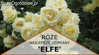 Róża pnąca ELFE® [upl. by Hinkel]