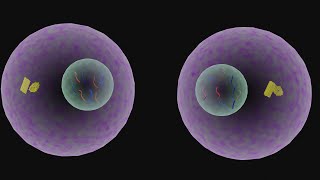 Mitosis phases of mitosis cell division 3d animation cell cyclescienceanimation9618 [upl. by Gilchrist59]