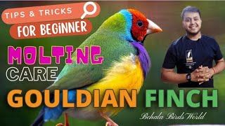 Molting Care  Gouldian Finch  birdsbreedingtips [upl. by Retxed]