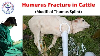 Humerus Fracture Cattle  LA Surgery 18 [upl. by Akeyla]