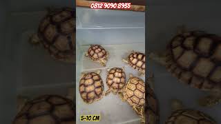 Sulcata 510 cm  hpwa  0812 9090 8935 [upl. by Hashum]