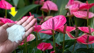 Sprinkle 1 Spoon Anthurium Grows Fast And Blooms Hundreds Of Flowers Immediately [upl. by Ardisj]