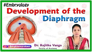 Development of the Diaphragm  Human Embryology [upl. by Lebam855]