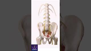 Lumbosacral Plexus anatomy education shorts [upl. by Alimhaj]