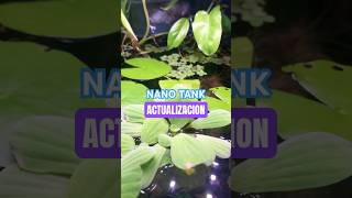 ACTUALIZACION DEL NANO 30x30x30🌊 🌱🪨 bettatank fish fishtank natureaquarium [upl. by Airual43]