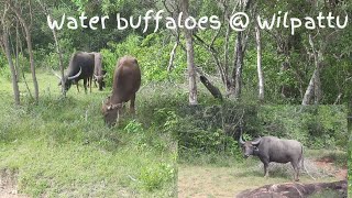 Water buffaloes at Wilpattu National ParkWild Sri Lanka කුලු හරක් රංචුව [upl. by Ramo]