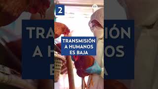 Gripe aviar H5N1 Conoce los puntos claves para entender la enfermedad que tiene en alerta al mundo [upl. by Olympia]