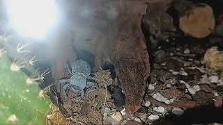 Blue Death Feigning Beetle attacks Darkling Beetle in terrarium [upl. by Spalding]