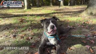 Gunner  1 Year Old Pitbull  Best Dog Trainer Cleveland Ohio [upl. by Aneehsirk795]