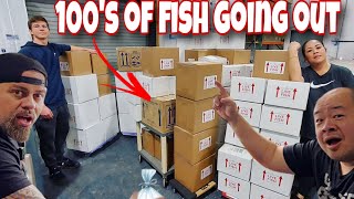 HOW TO SHIP HUNDREDS OF TROPICAL FISH  PHANTOM REDTAIL CATFISH GIVEAWAY [upl. by Elletnuahs]