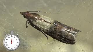 Indian Mealmoth Beautiful pest  Life cycle  Plodia interpunctella  Oneminute lifecycle [upl. by Giselbert]