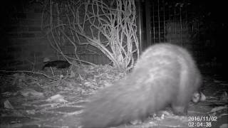 Cat and stone marten in the garden Kat en steenmarter in onze tuin [upl. by Kaufmann]