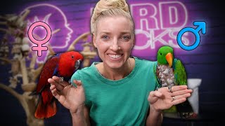 Male vs Female Eclectus Parrots [upl. by Neenad]