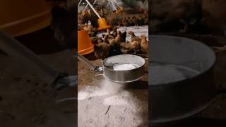 Using lime powder to disinfect chicken farmsCreative inspiration [upl. by Daile947]