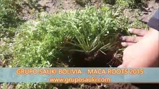 Maca Roots 2015  Grupo SAUKI Bolivia 1  HD [upl. by Eelah]