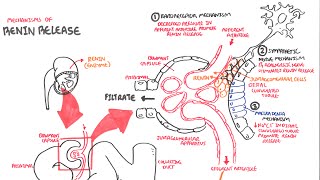 Mechanisms of Renin Release [upl. by Htebiram934]