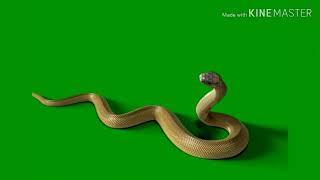 snake green screen [upl. by Rintoul262]