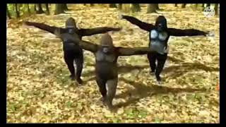 gorillas dancing [upl. by Suirred]