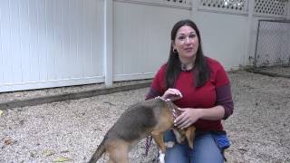 Teaching Puppies Not to Eat off of Dirt  Dog Training Tips [upl. by Najram]