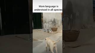 Thats the power of the mom funnymemes big dj love doglover dog babysdogshorts power of momk [upl. by Anyek599]