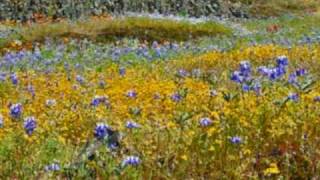 Table Mountain Wildflowers  Oroville California [upl. by Arnold186]