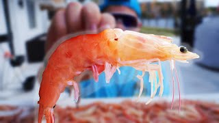 Catching HUNDREDS Of GIANT SHRIMP Florida Shrimp Run [upl. by Assital]