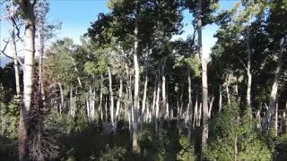 Scenic Powder Mountain Utah Flight through the Aspens [upl. by Sussna]