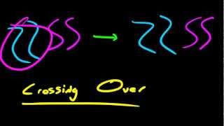 Biology Lecture  54  Prophase 1 [upl. by Lattonia]