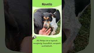 Wo sind die Jagdhund Fans für Novello 🐶 zuhausegesucht [upl. by Nesnah]