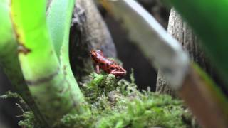 Oophaga Pumilio quotBastimentos Redquot [upl. by Hereld]