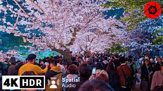 Crazy Crowds at Tokyo’s Top 5 Cherry Blossom Spots  4K HDR  2 Hours walk [upl. by Nosro901]