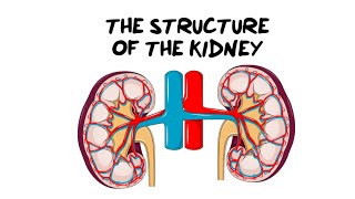 Intro to the Kidney Structure [upl. by Lladnek611]