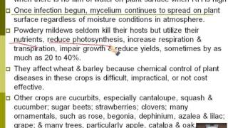 Lecture 17  Powdery Mildews  Dr Rana Samara [upl. by Tarryn352]