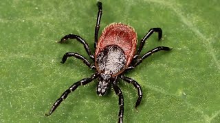 Western Blacklegged Tick [upl. by Rimma]