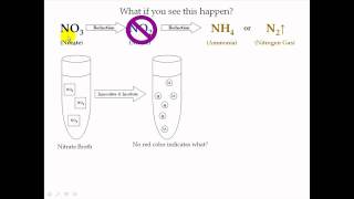 Nitrate Test [upl. by Jeanine]