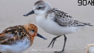 【90초 새 이야기】▶넓적부리도요  여름깃과 겨울깃 SpoonBilled Sandpiper  Summer Plumage and Winter Plumage [upl. by Ennybor65]