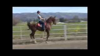 Horse Riding Lesson Saddleseat Saddlebred [upl. by Liauqram918]