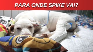 CÃO SPIKE único sobrevivente de grave ACIDENTE NO RECIFE recebe alta [upl. by Tselec477]