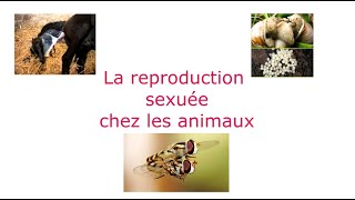 La reproduction sexuée chez les animaux  التوالد الجنسي عند الحيوانات [upl. by Kitchen]