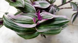 Tradescantia the effective cure for caitiligo or vitiligo [upl. by Squier]